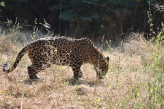 Panthera pardus fusca