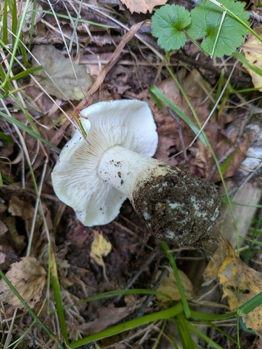 Dove-colored Tricholoma