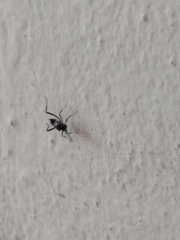 Evania appendigaster