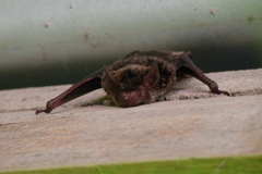 Eptesicus furinalis