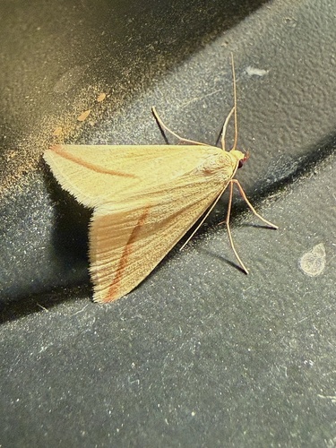 Vestal