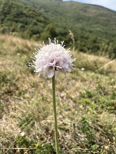 Succisella petteri, photograph 4