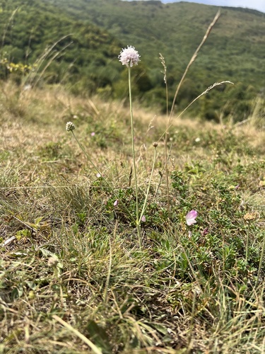 Succisella petteri, photograph 5