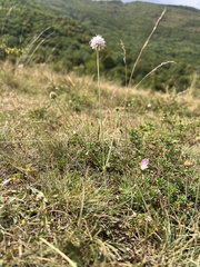 Succisella petteri, photograph author not stated, no rights reserved