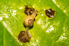 Helicarion perfragilis