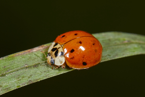 Asian Lady Beetle