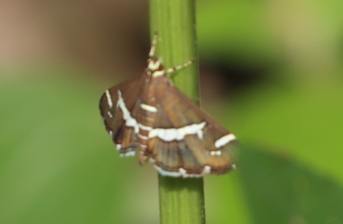 Hawaiian Beet Webworm Moth