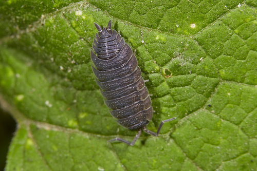 Common Rough Woodlouse