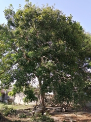 Melicoccus oliviformis