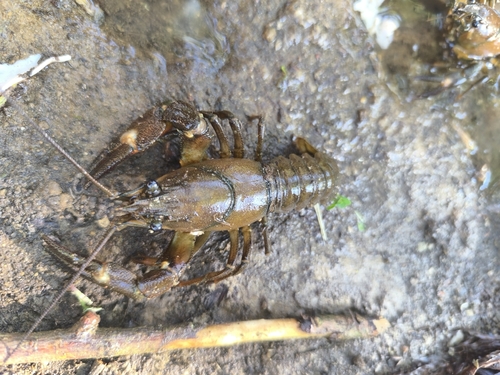Signal Crayfish