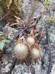 Mammillaria bombycina