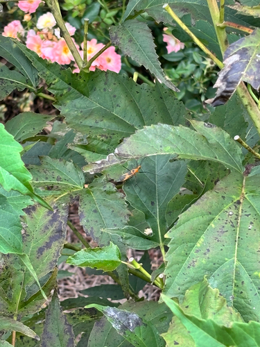 Milkweed Assassin Bug