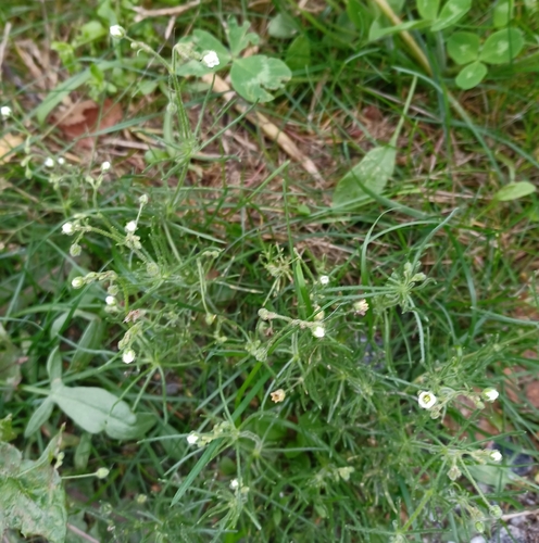 Corn spurrey