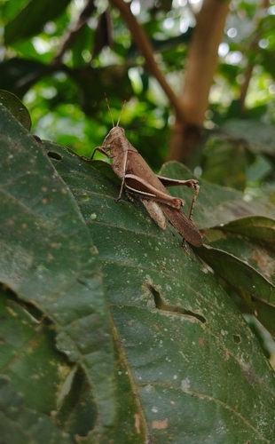Abracris flavolineata