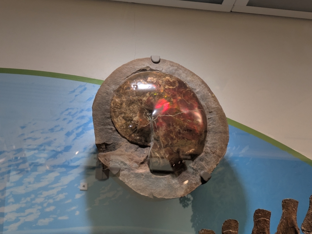 Acanthocerataceae