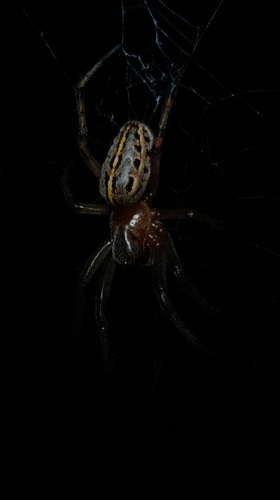 Alpaida veniliae