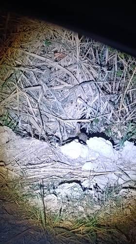 Common Tapeti