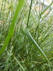 Poaceae