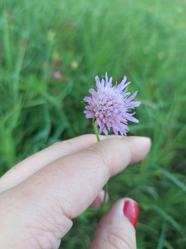 Field Scabious