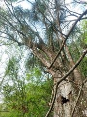 Beaucarnea recurvata