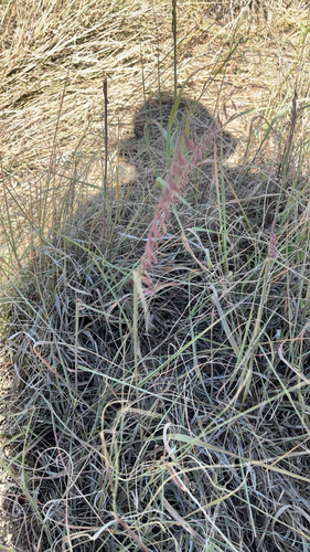 sideoats grama