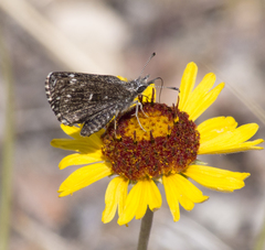 Hesperopsis alpheus