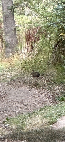 Brush Rabbit observed by darv