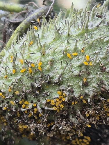 Oleander Aphid