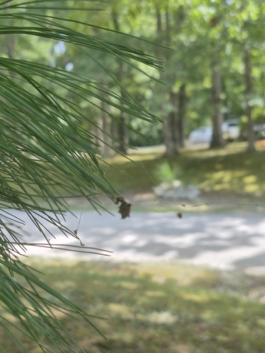 Spined Micrathena
