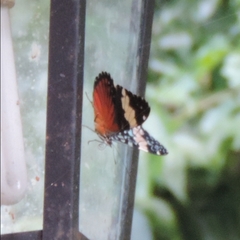 Hamadryas amphinome amphinome