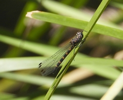 Cordulephya pygmaea