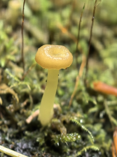 green navel