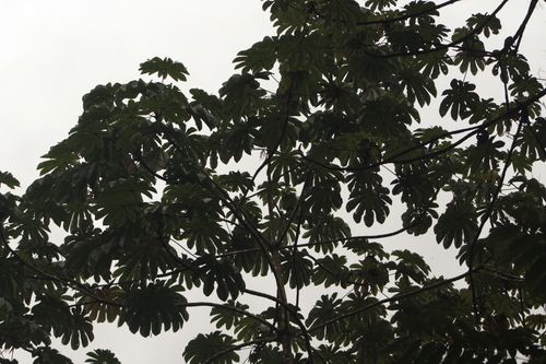 Cecropia obtusifolia, photograph 2