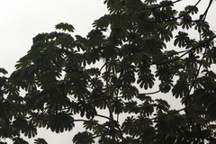Cecropia obtusifolia, photograph (c) Luan Mazzeo, some rights reserved (CC BY)