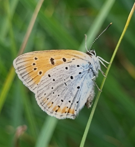 Large Copper