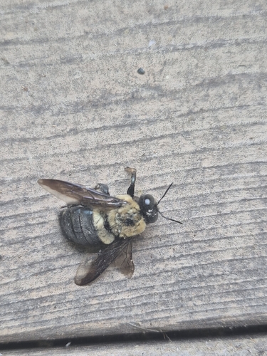 Eastern Carpenter Bee