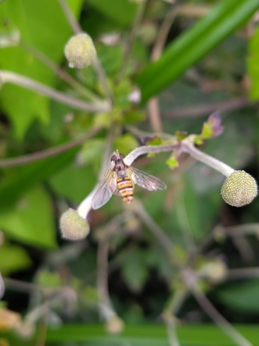 Marmalade Hover Fly