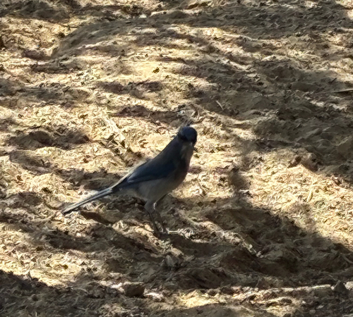 Woodhouse's Scrub-Jay