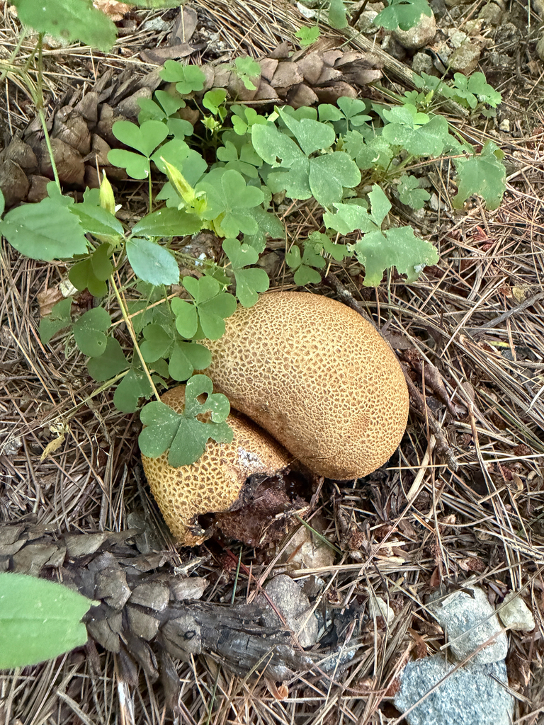 common earthball · August 2026 · photo: Photo: (c) Eli Talhouk, some rights reserved (CC BY) · iNaturalist