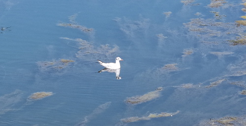 Black-headed Gull