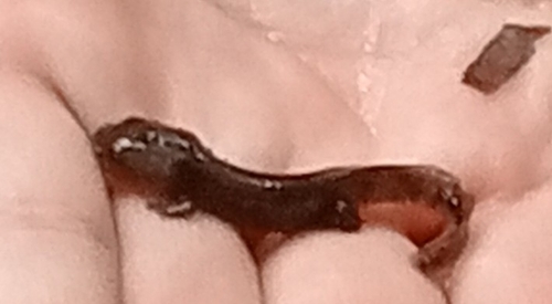 Fire Salamander