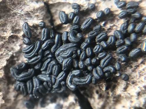 Representative image of Hysteriaceae