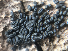 Hysterium angustatum