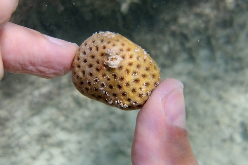 Lesser Starlet Coral