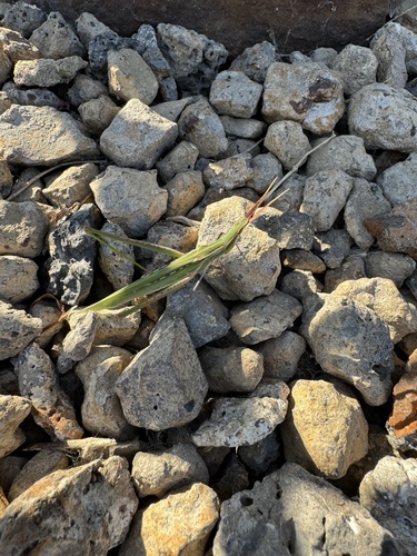 Mediterranean Slant-faced Grasshopper