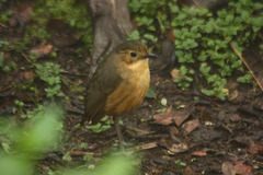 Grallaria quitensis