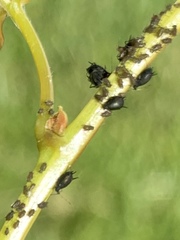 Aphis illinoisensis