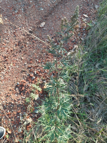 common mugwort