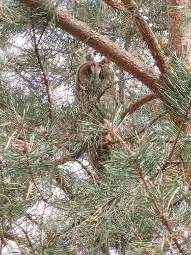 Long-eared Owl