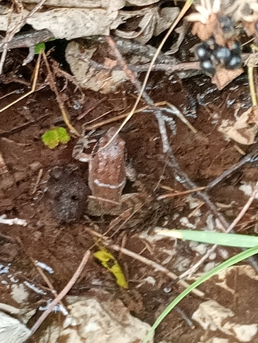 Italian Stream Frog